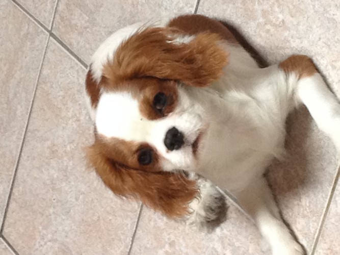 Cavalier king charles